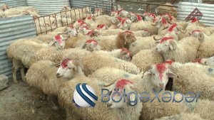 Şuşada qurban kəsilərək sakinlərə paylanıldı