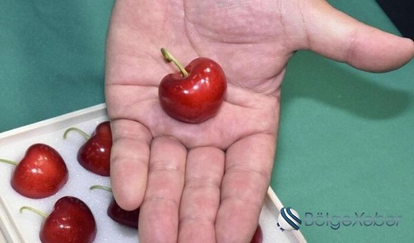 Albalı və gilas kökəlməyə səbəb olur?